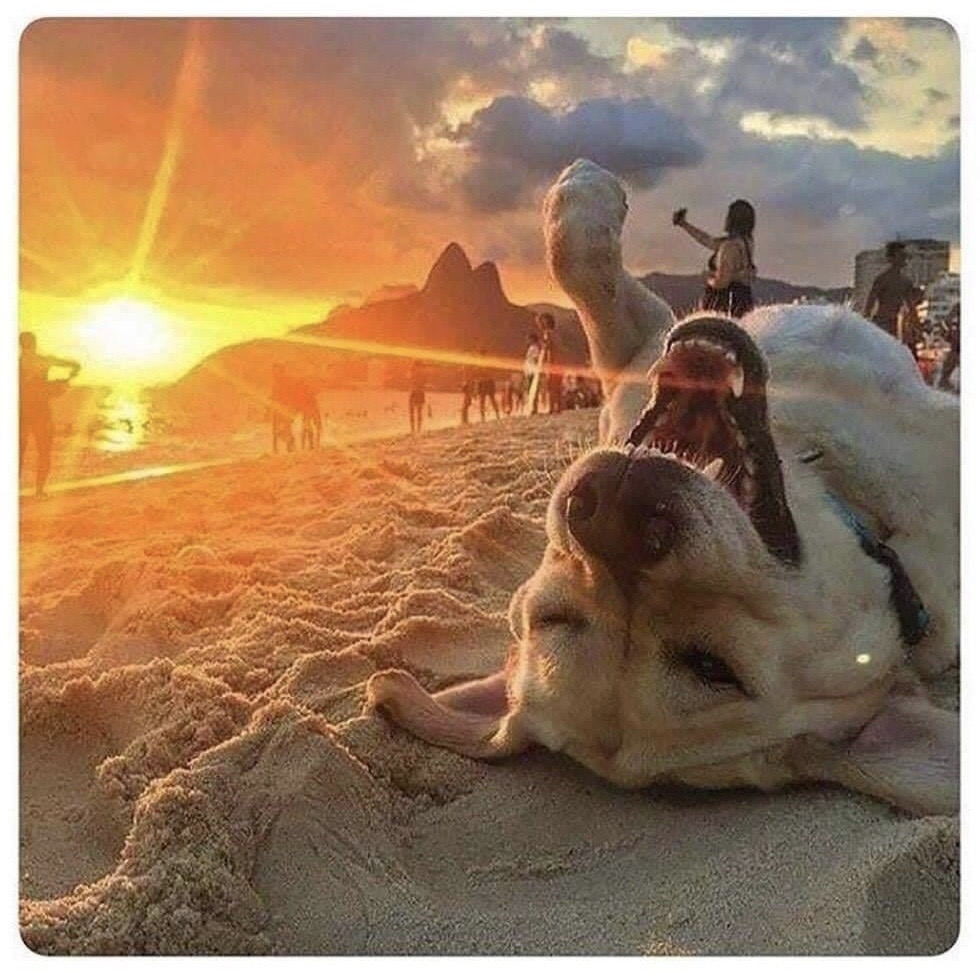 Hund am Strand